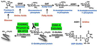 O-GlcNAcylation in Chronic Lymphocytic Leukemia and Other Blood Cancers